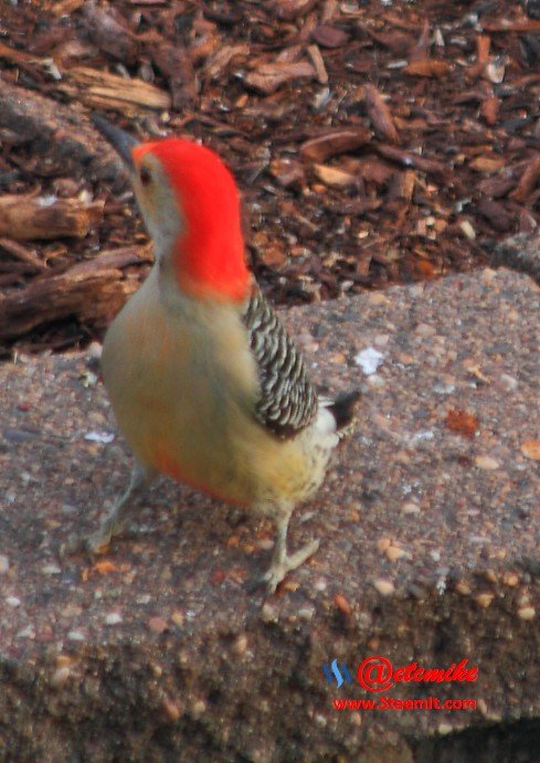 Red-bellied Woodpecker PFW0282.JPG