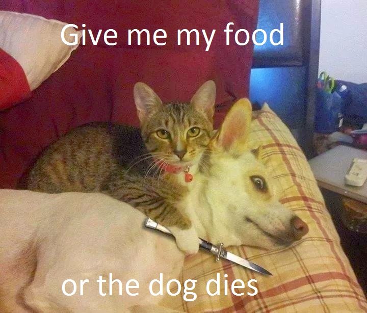 dame comida o el perro.jpg