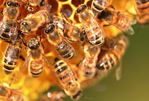 493ss_thinkstock_rf_bees_working_on_honey_comb.jpg