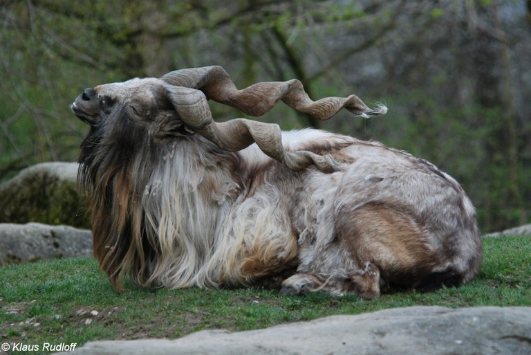 markhor.jpg