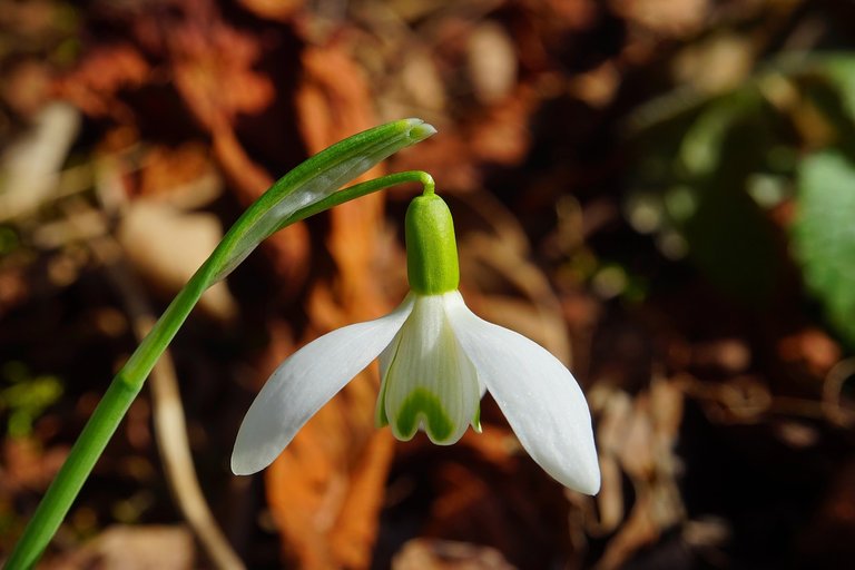 snowdrop-1053625_1280.jpg