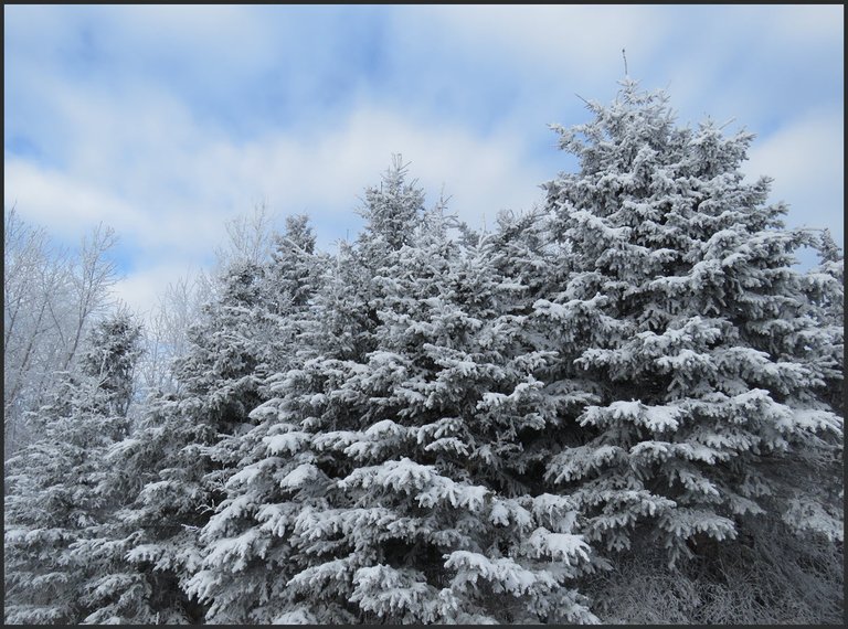 beautiful group of snowy and hoar frosted spruce trees with rays of white clouds above.JPG