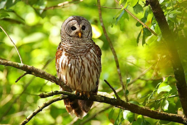 Barred-Owl.jpg