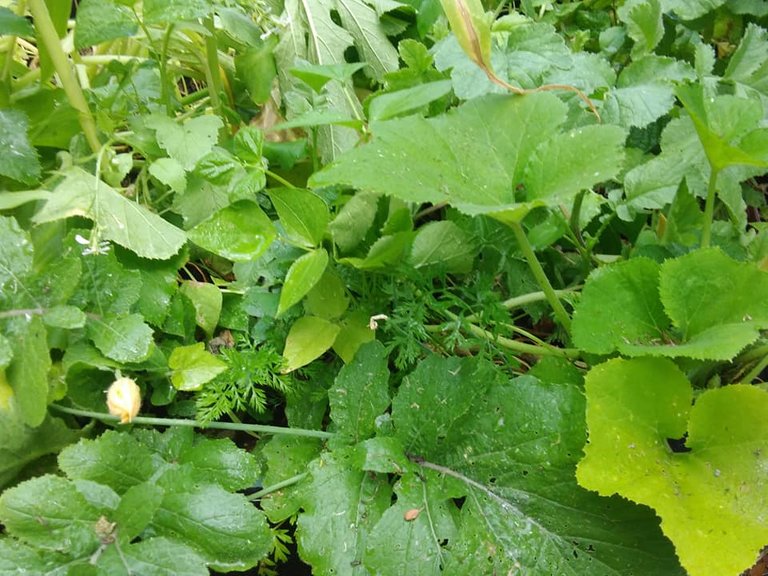 garden 6.12.18 cocophany of three sisters and their friends.jpg