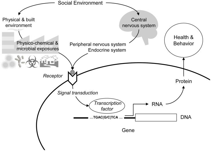 Human-Social-Genomics-pgen.1004601.g001.jpg