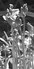 Bluebells grey scale detail.jpg