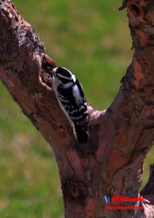 Downy Woodpecker PFW0008.JPG