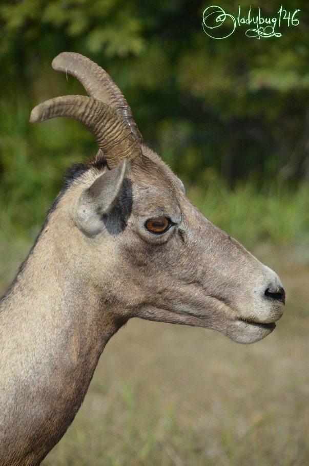 big_horn_sheep2 (1).jpg