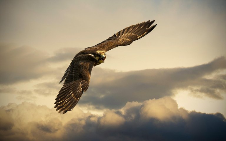 bird-sky-eagle-flight.jpg