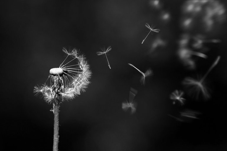 dandelion-1931080_1920.jpg