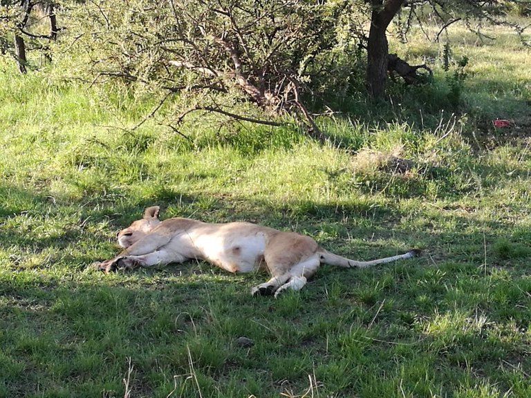 Maasai National Reserve41.jpg