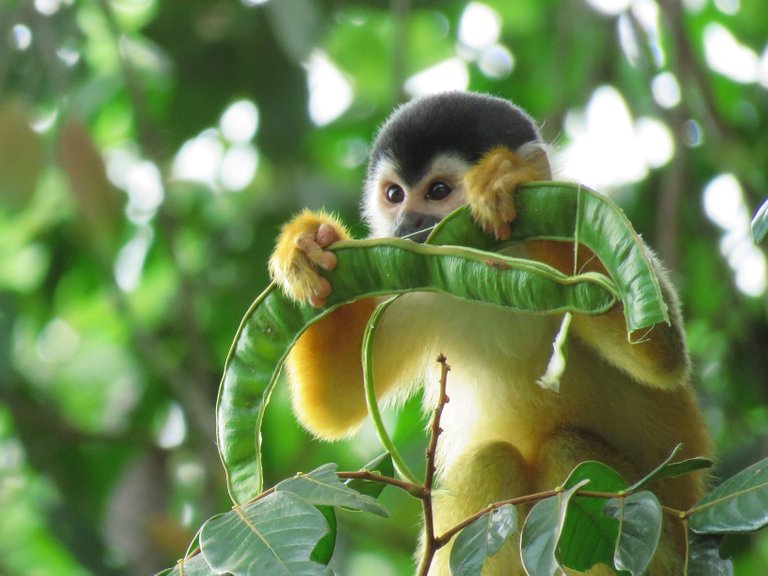 Squirrel monkey with ice cream bean original.JPG