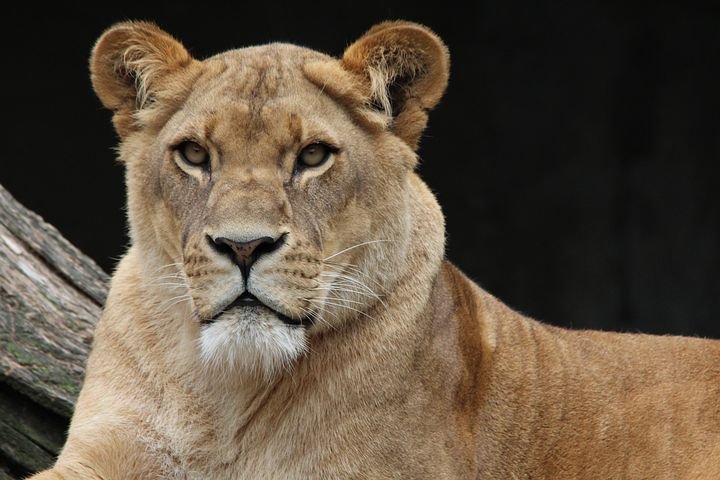 lion-341717__480.jpg