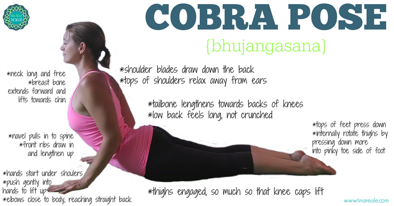 Cobra-Pose-Tips.png