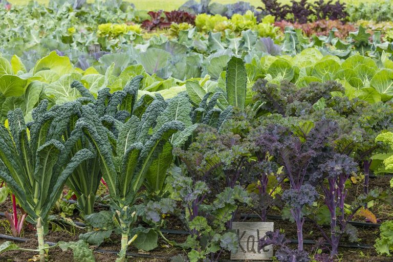 kale-in-organic-vegetable-garden--alaska--usa-881536574-5a957bac04d1cf0037c57055.jpg