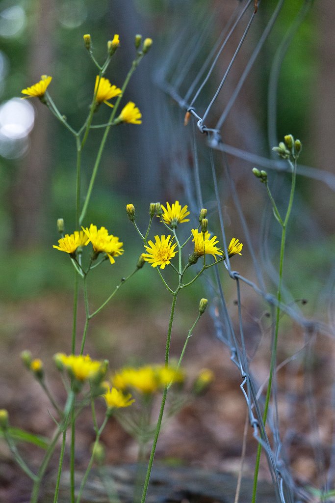 9017531334-flower-with-a-fence (FILEminimizer).jpg