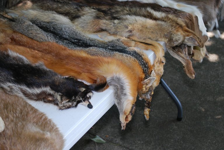 animal-skins-454357_1280.jpg