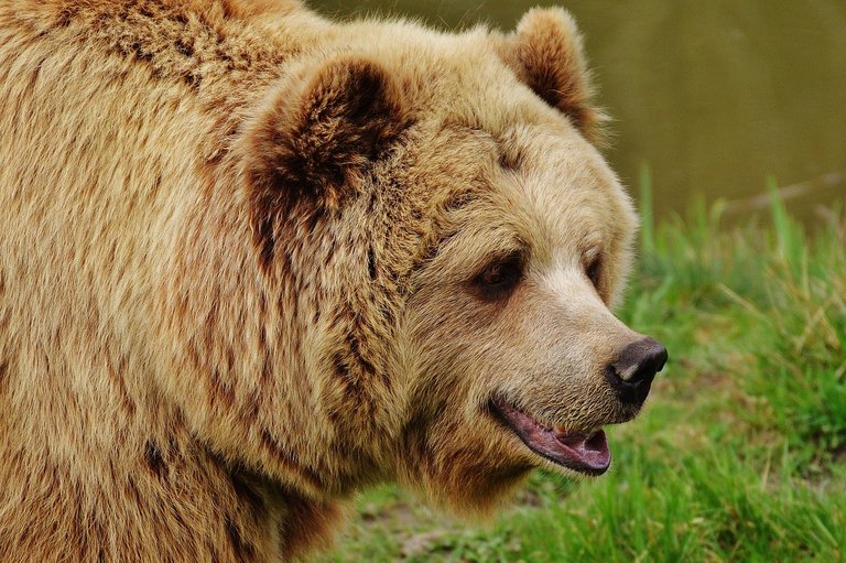 bear-1315128_1280.jpg