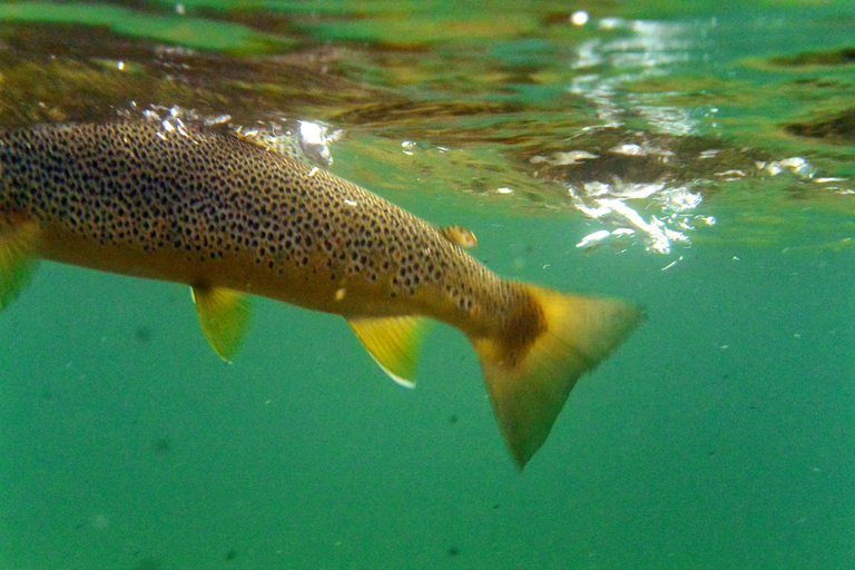 underwater_trout_fishing_norway_fiskingIMG_2453.jpg