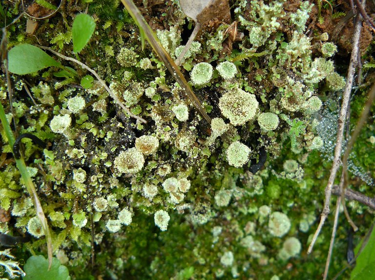 lichen cups lumix 2.jpg