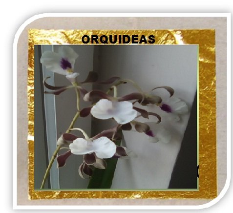 ORQUIDEAS.jpg