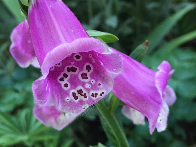 purple bell flower close up.jpg