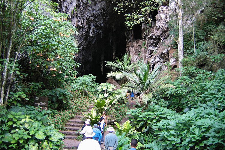 Parques-nacionales-de-Venezuela-Guacharo.jpg