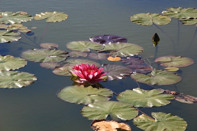 waterlilies-3566231_640.jpg