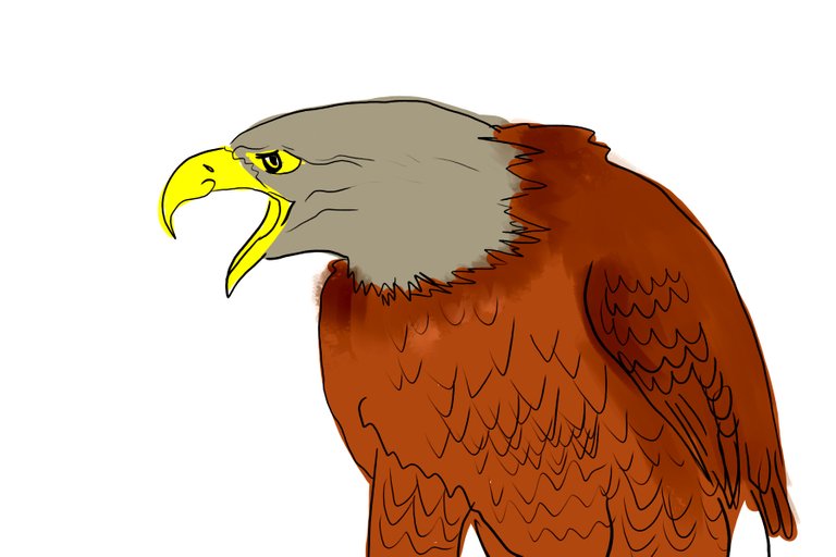 eagle(350).jpg