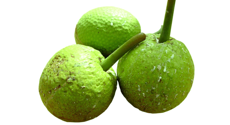 breadfruit.png