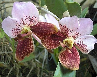 vanda_sanderiana.jpg