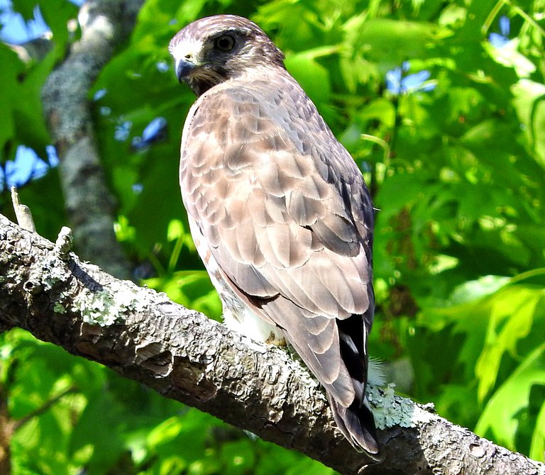 Hawk 3.JPG