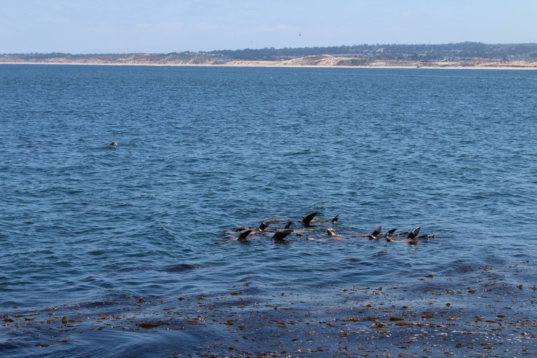 SeaLions10.JPG