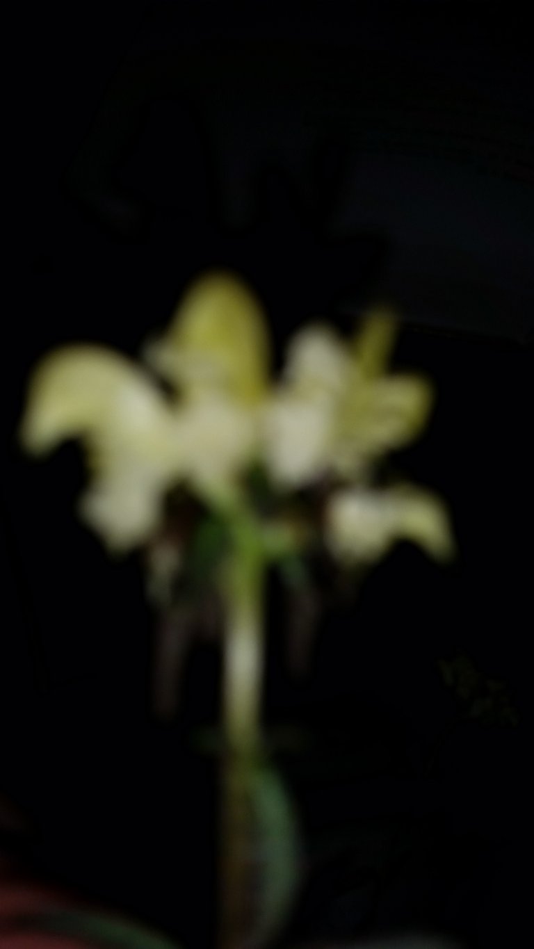 Pedicularis lapponica (1).jpg