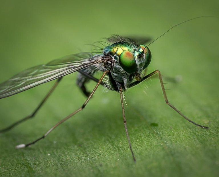 macro-fly-nature-insect-230747.jpeg