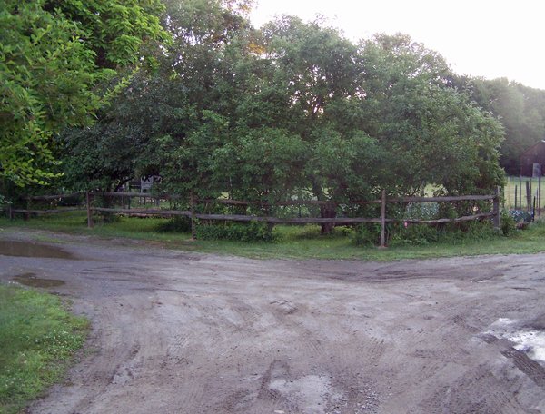 Fixing fence10 crop June 2018.jpg