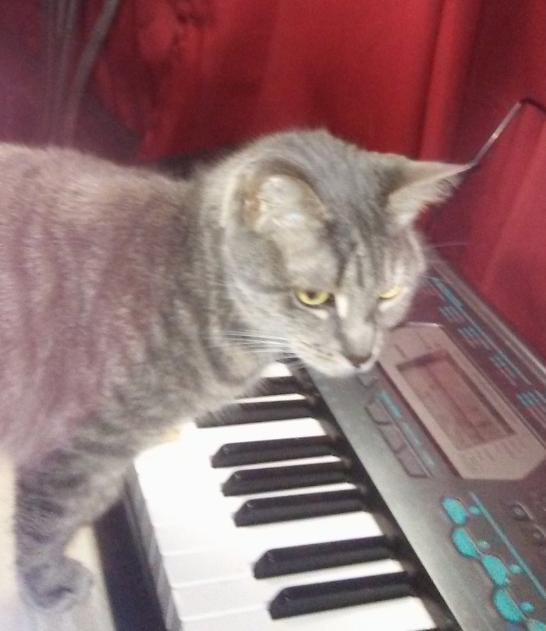 rosie playing the piano.jpg
