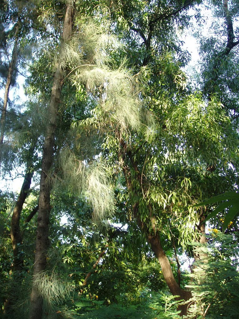 Queen Sirikit Park unusual tree