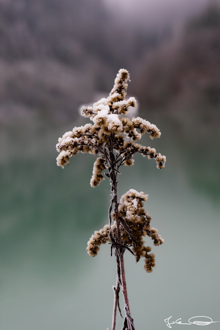 2018-12-21-Plant-Drau-Rosental-Hoarfrost-01.jpg