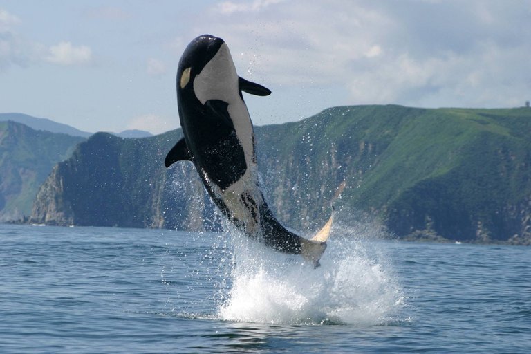 Orca Breaching.jpg