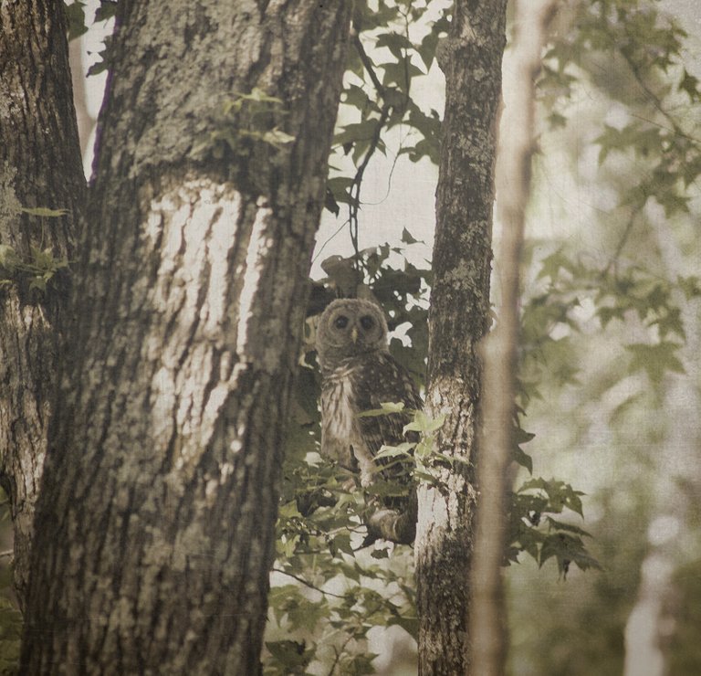 Young Owl Side View vintage resized.jpg