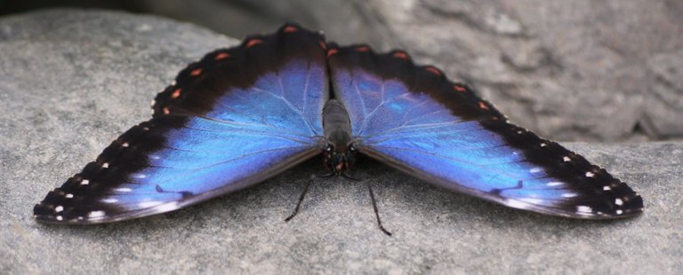 blue_morpho_butterfly_small.JPG