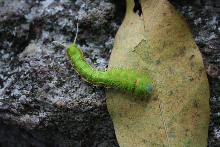 Insectos Cahamay 006.jpg