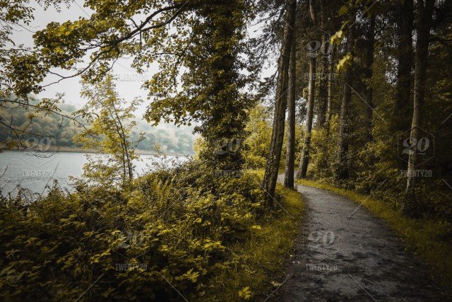 stock-photo-path-greenery-walking-path-green-leaves-green-grass-woodlands-forest-path-lush-greenery-woods-forrest-05111d9f-b0c9-42df-9cd9-e8f73f79d18c.jpg