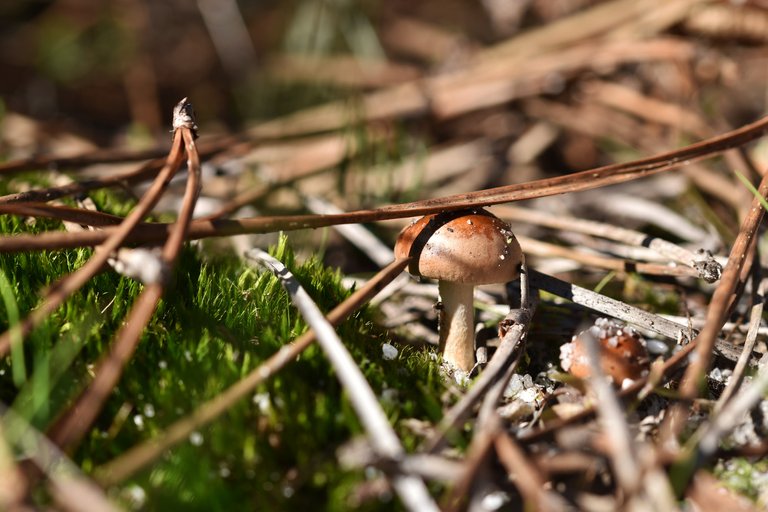 mushrooms two in sand 3.jpg