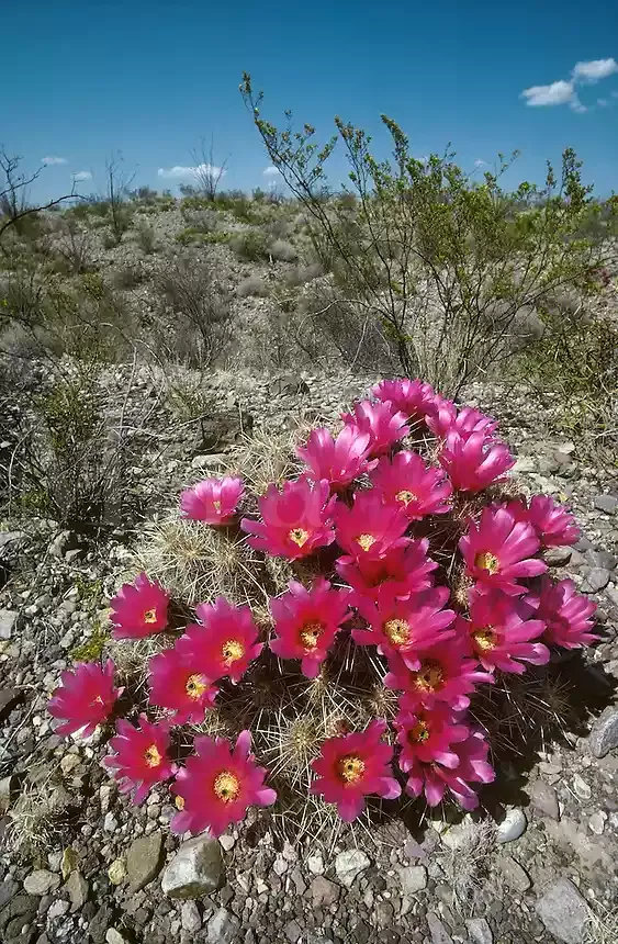 Strawberry-Hedgehog-Cactus.jpg