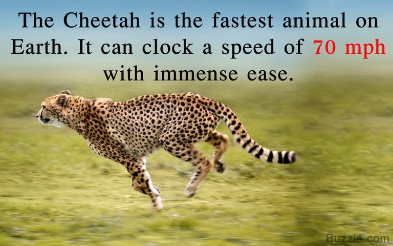  fastest-animal-on-earth.jpg