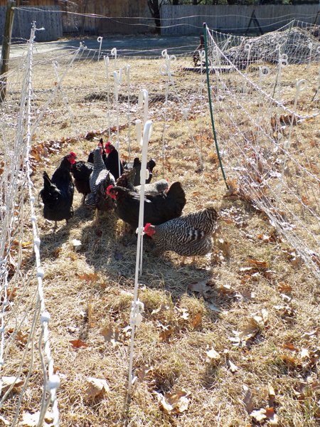 Layers in snake fence1 crop March 2020.jpg