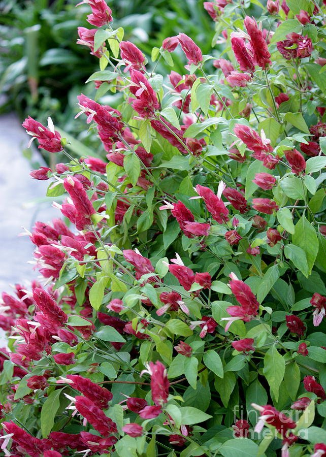 pink-shrimp-plant-carol-groenen.jpg