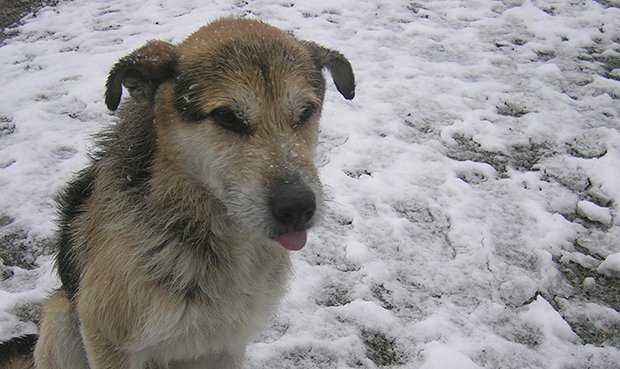 Estambul-ayuda-perros-en-invierno2.jpg